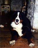 Bernese Xzorba